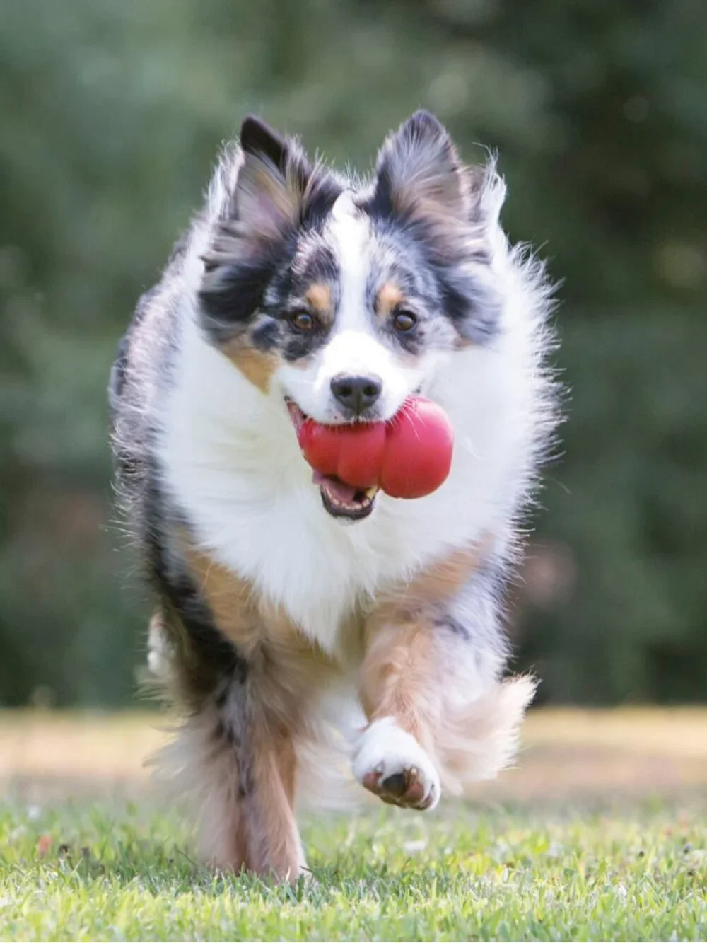 Red Kong Dog Toy -- Size Large -- Like or Make an Offer for Discounted Shipping!